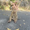  Phuket,   Alex, 36 ,   ,   