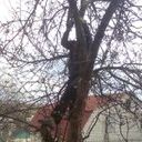  ,   Romzes13, 45 ,  