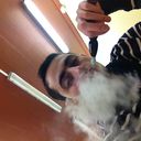 ���������� ����, ���� ������� Caca, 37 ���, ������������ ��� ������