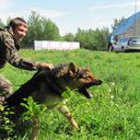 ���������� �����, ���� ������� Daniel, 37 ���, ������������ ��� ������