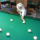 ���������� �������, ���� ������� ���������, 36 ���, ������������ ��� ������, ����� � ���������, c�������� ���������, ���������