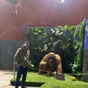 ���������� �������, ���� ������� ������, 27 ���, ������������ ��� c�������� ���������