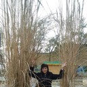  ,   , 52 ,     , c 