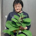 ���������� �������, ���� ������� ����, 51 ���, ������������ ��� ������, ���������