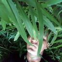 ���������� �����������, ���� ������� ������, 37 ���, ������������ ��� ������, ����� � ���������, c�������� ���������