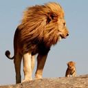 ���������� ������, ���� ������� ������, 40 ���, ������������ ��� ������