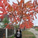   ,   , 62 ,   ,   , c 