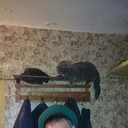  ,   , 33 ,   , 