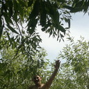  ,   Mico, 33 ,   ,   , c 