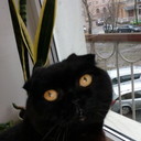 ���������� �����, ���� ������� �������, 41 ���, ������������ ��� ������, ����� � ���������, c�������� ���������