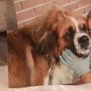 ���������� ������, ���� ������� �����, 63 ����, ������������ ��� ������, ����� � ���������