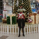 ���������� ���������, ���� ������� �����, 26 ���, ������������ ��� ������, ����� � ���������