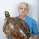 ���������� ������, ���� ������� ������, 72 ����, ������������ ��� ������