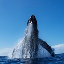 ���������� ���������, ���� ������� �����, 43 ����, ������������ ��� ������, ����� � ���������, c�������� ���������