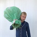  ,   , 31 ,   ,   , c , 