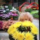 ���������� ������, ���� ������� ����, 60 ���, ������������ 