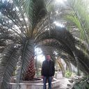 ���������� ���������, ���� ������� ���������, 52 ����, ������������ 