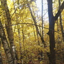 ���������� ������, ���� ������� ������, 41 ���, ������������ ��� ������, ����� � ���������, c�������� ���������