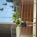 ���������� ��������, ���� ������� ��������, 49 ���, ������������ ��� ������