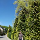 ���������� �����, ���� ������� Taras, 36 ���, ������������ 