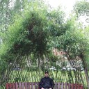 ���������� �����-���������, ���� ������� ����, 45 ���, ������������ ��� ������, ����� � ���������, c�������� ���������