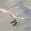  ,   , 66 ,   