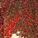  ,   , 66 ,   c 