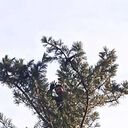 ���������� �����������, ���� ������� ��������, 39 ���, ������������ ��� ������, ����� � ���������