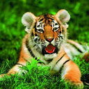 ���������� �������, ���� ������� ����, 35 ���, ������������ ��� ������, ����� � ���������, c�������� ���������