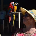 ���������� ���������, ���� ������� �����, 62 ����, ������������ ��� ������, ����� � ���������, ���������