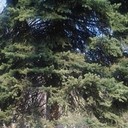 ���������� ������, ���� ������� �����, 37 ���, ������������ ��� ������, ����� � ���������, c�������� ���������