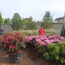 ���������� �����������, ���� ������� ����, 35 ���, ������������ ��� ������, ����� � ���������