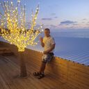 ���������� �����������, ���� ������� ��������, 43 ����, ������������ ��� ������, ����� � ���������