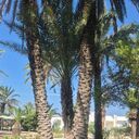  Beausejour,   Lionpedro, 38 ,   ,   