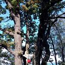 ���������� �����-���������, ���� ������� �����, 56 ���, ������������ ��� c�������� ���������