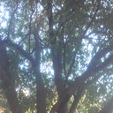 ���������� ������, ���� ������� ����, 44 ����, ������������ ��� ������, ����� � ���������, c�������� ���������