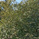 ���������� ������, ���� ������� ��������, 42 ����, ������������ ��� ������, ����� � ���������, ���������