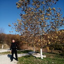 ���������� ���������, ���� ������� �������, 59 ���, ������������ ��� ����� � ���������, c�������� ���������