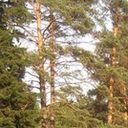 ���������� ���������, ���� ������� �����, 32 ����, ������������ ��� ������, ����� � ���������, c�������� ���������