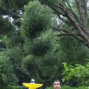 ���������� �����-���������, ���� ������� ������, 37 ���, ������������ ��� ������