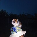 ���������� �������, ���� ������� �������, 44 ����, ������������ ��� ������, ����� � ���������, c�������� ���������, ���������