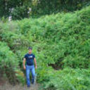  ,   Samir, 41 ,  