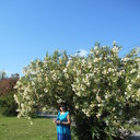 ���������� ������-��-����, ���� ������� ���������, 63 ����, ������������ 