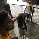 ���������� ����-������, ���� ������� �������, 35 ���, ������������ ��� ����� � ���������, c�������� ���������