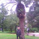 ���������� �����, ���� ������� ����, 39 ���, ������������ ��� ������