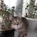 ���������� ������, ���� ������� �������, 39 ���, ������������ ��� ����� � ���������, c�������� ���������, ���������