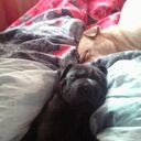 ���������� �������, ���� ������� ���������, 38 ���, ������������ ��� ������, ����� � ���������, c�������� ���������, ���������