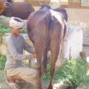 ���������� ������, ���� ������� Batyr, 47 ���, ������������ ��� ������, ���������