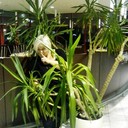 ���������� ��������, ���� ������� �����, 51 ���, ������������ ��� ����� � ���������, c�������� ���������