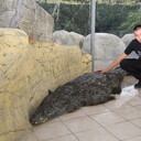 ���������� ������, ���� ������� ����, 43 ����, ������������ ��� ����� � ���������